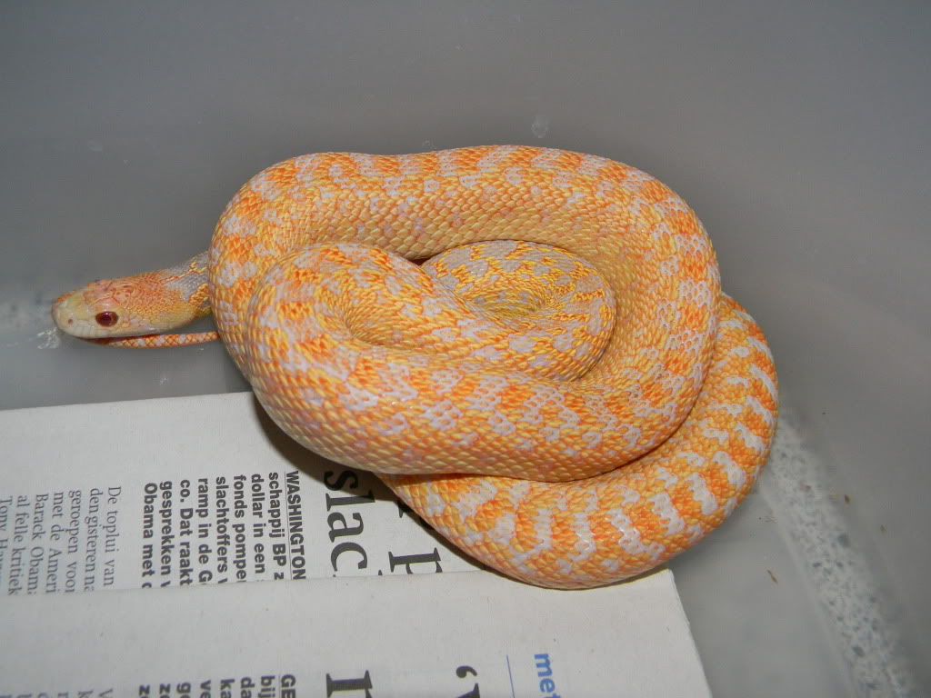 pituophis catenifer annectens albina