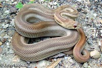 Pituophis catenifer catenifer anectens aberrante