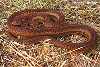 Pituophis catenifer catenifer striped 1