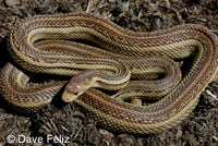 Pituophis catenifer catenifer striped 2
