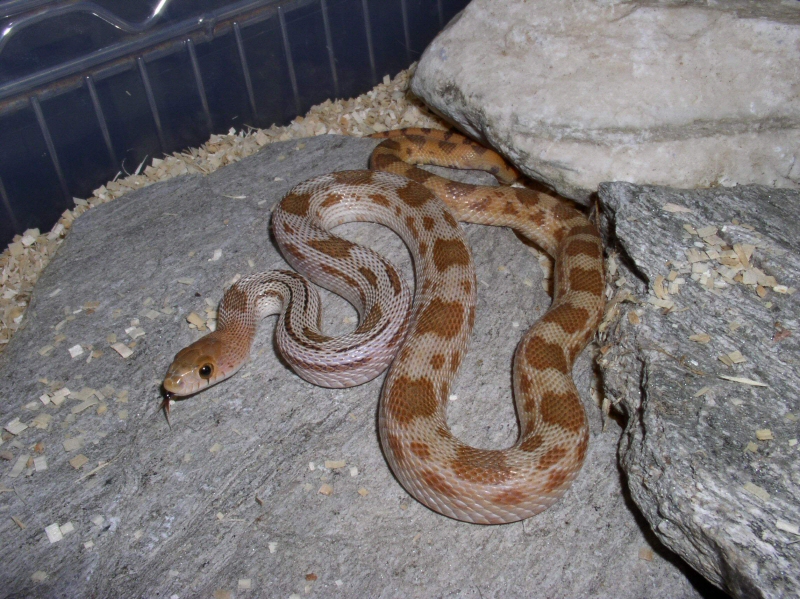 Pituophis deppei deppei hypo