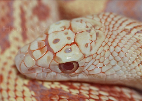 Pituophis melanoleucus melanoleucus albino