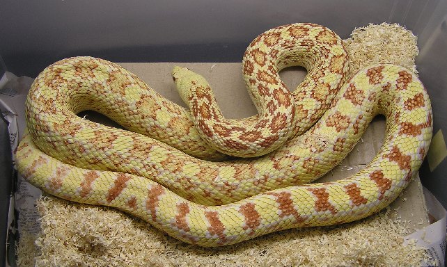 Pituophis melanoleucus sayi albino 1