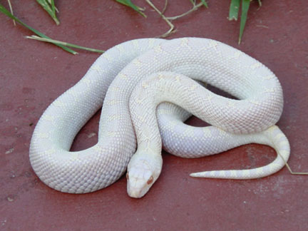 Pituophis melanoleucus sayi albino White sided
