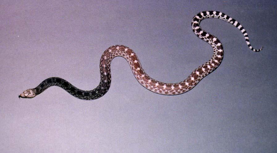 Pituophis melanoleucus sayi axanthic