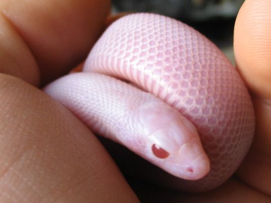 Pituophis melanoleucus sayi blizzard