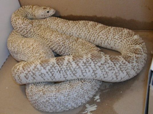 Pituophis melanoleucus sayi ghost adult