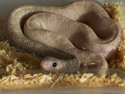 Pituophis melanoleucus sayi ghost
