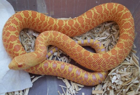 Pituophis melanoleucus sayi hibino