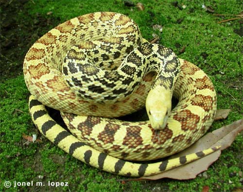 Pituophis melanoleucus sayi hypo 2