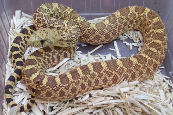 Pituophis melanoleucus sayi hypo