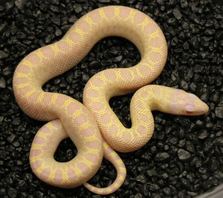 Pituophis melanoleucus sayi ivory 1