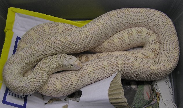 Pituophis melanoleucus sayi ivory adulto