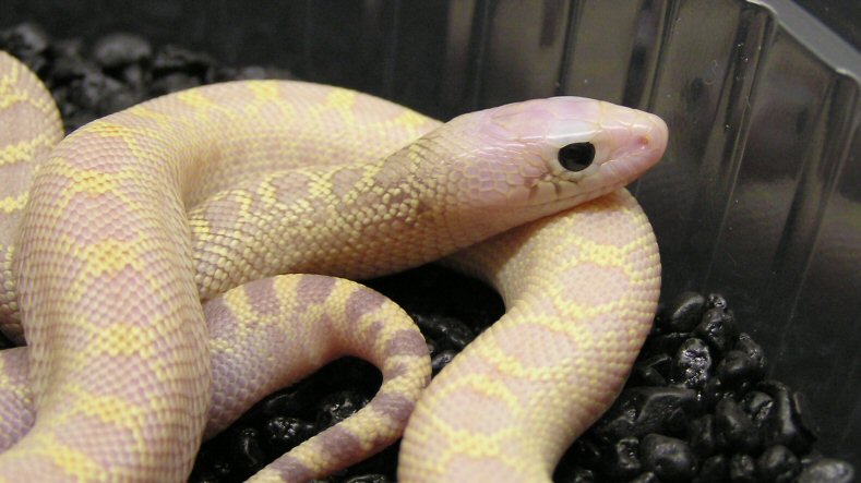 Pituophis melanoleucus sayi ivory black eyes