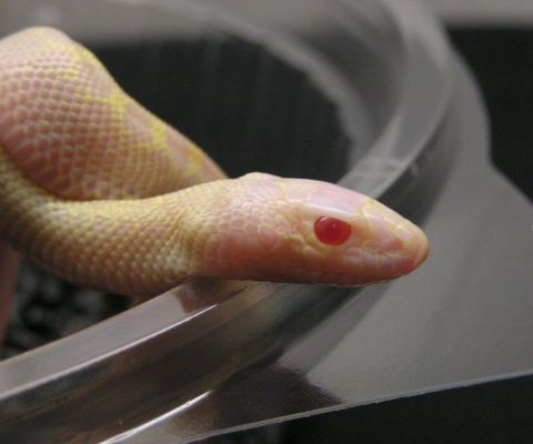 Pituophis melanoleucus sayi ivory red eyes