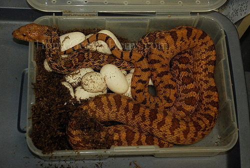 Pituophis melanoleucus sayi kingsville red 2