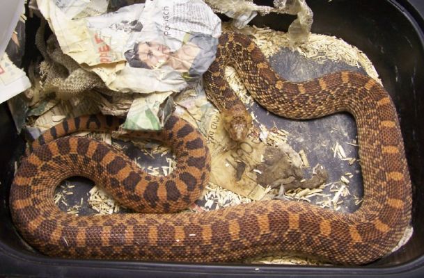 Pituophis melanoleucus sayi kingsville red