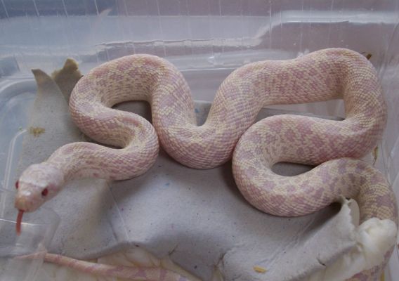 Pituophis melanoleucus sayi lavender snow