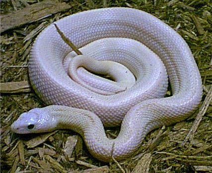 Pituophis melanoleucus sayi leucistico