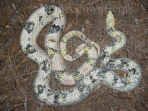 Pituophis melanoleucus sayi paradox