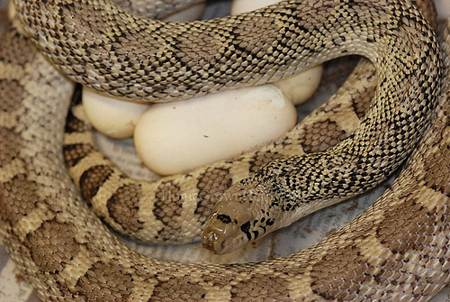 Pituophis melanoleucus sayi salt and pepper