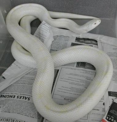 Pituophis melanoleucus sayi snow adulto