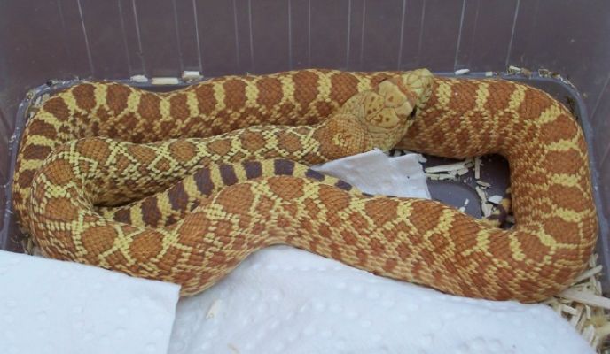 Pituophis melanoleucus sayi superhypo adult