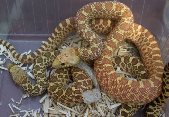 Pituophis melanoleucus sayi superhypo vs hypo