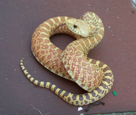 Pituophis melanoleucus sayi superhypo