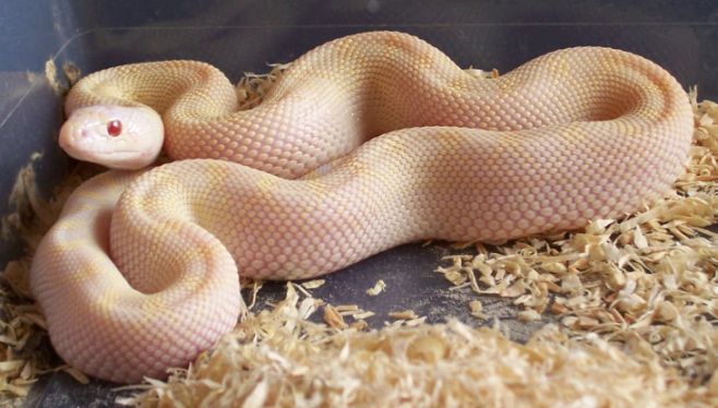 Pituophis melanoleucus sayi white sides snow