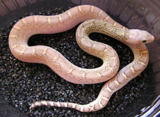 Pituophis melanoleucus sayi whitesided baby