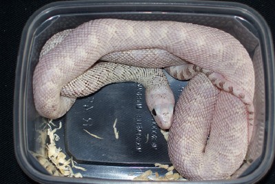 Pituophis melanoleucus sayi whitesided faded pattern ghost