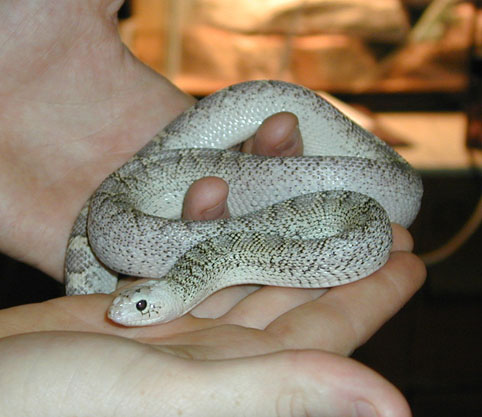 Pituophis melanoleucus sayi whitesided juvenil