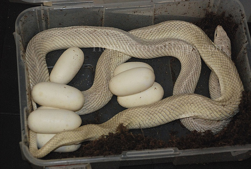 pituophis mugitus mugitus leucistic