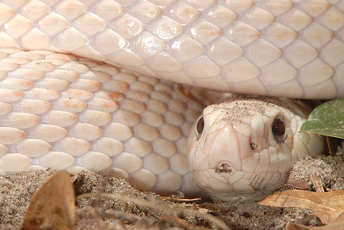 pituophis mugitus mugitus pink patternless head