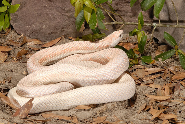 pituophis mugitus mugitus pink patternless