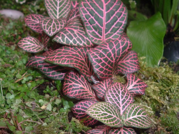 planta (600 x 450).jpg