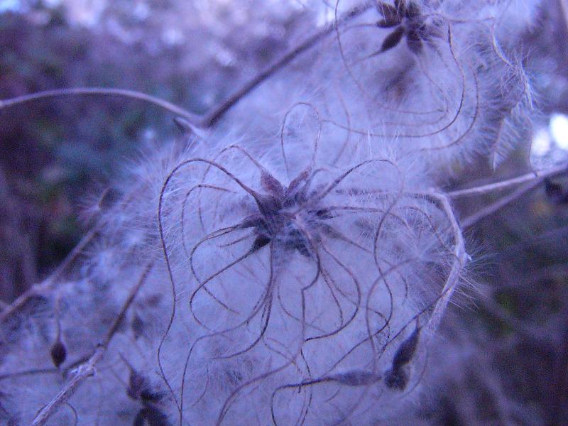 Planta a identificar.