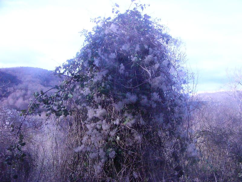 Planta a identificar.