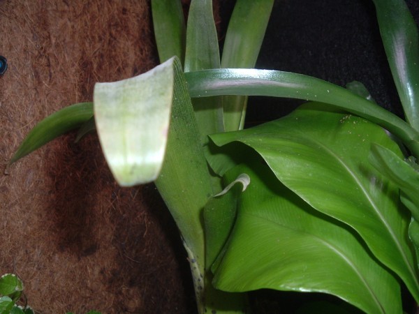 plantas (600 x 450).jpg