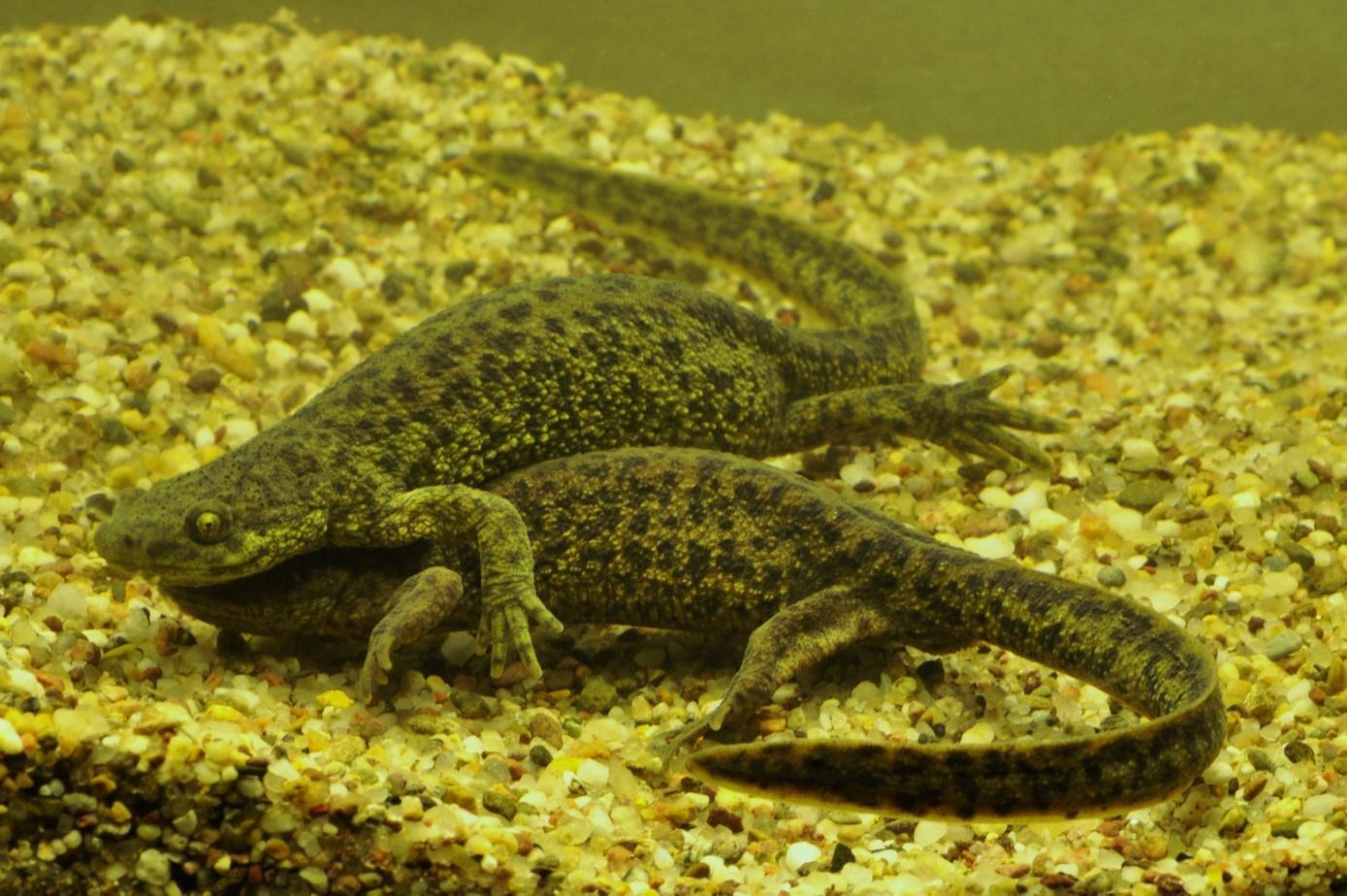 pleurodeles nebulosus.JPG