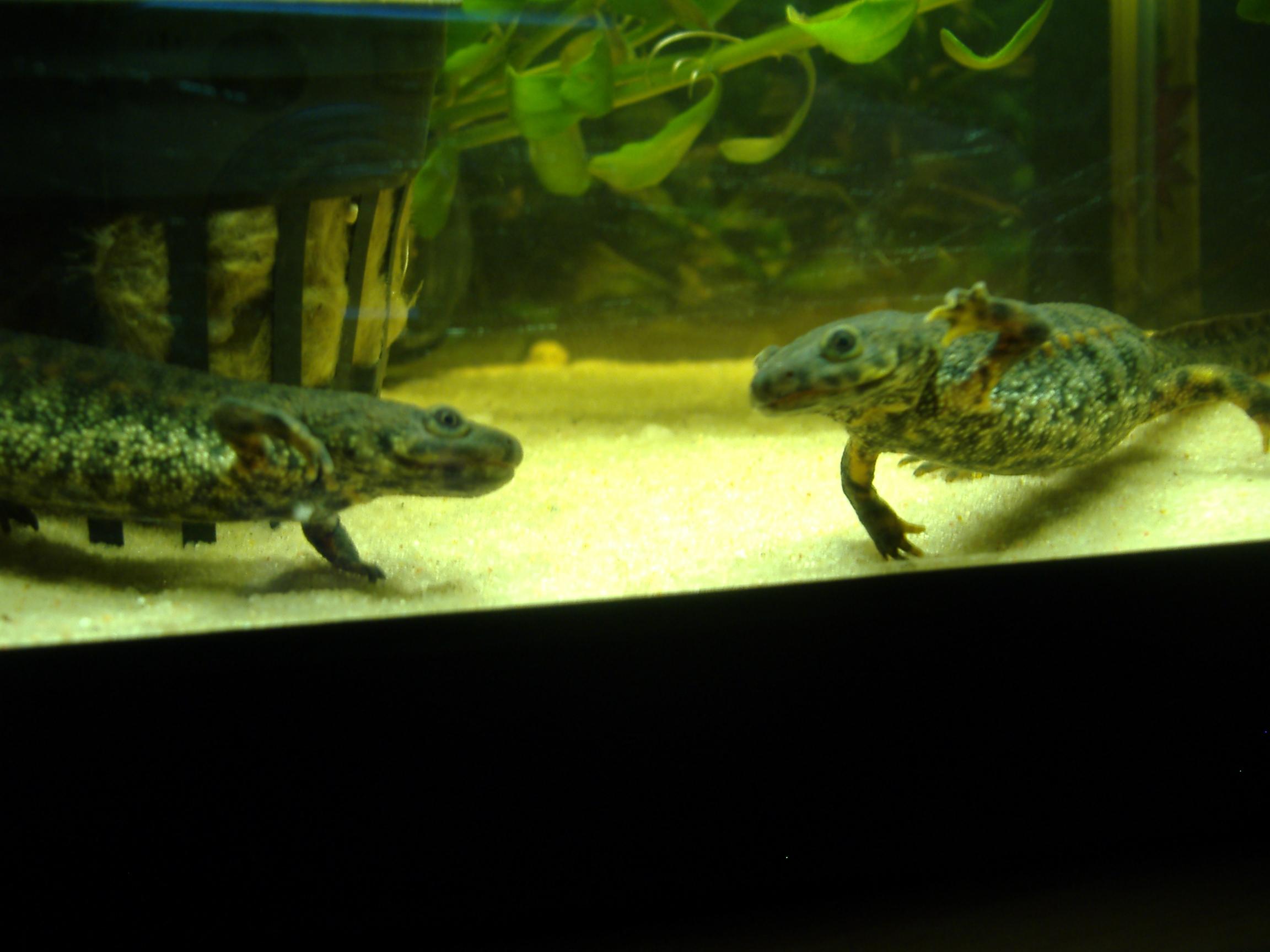 Pleurodeles Poireti 020.JPG