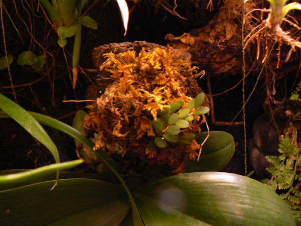 Pleurothallis pepperomioides.jpg