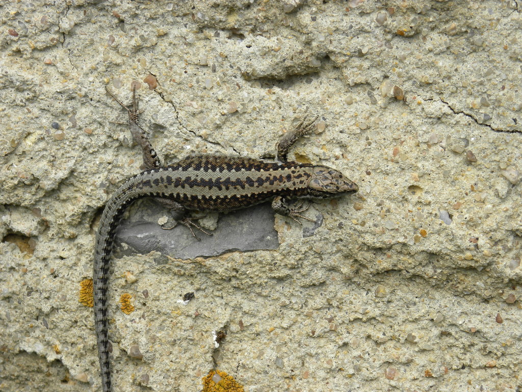 Podarcis spp (muralis)