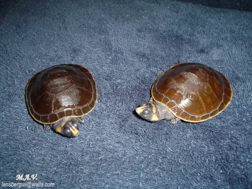 Podocnemis Erythrocephala. 08-05-04 (1).JPG