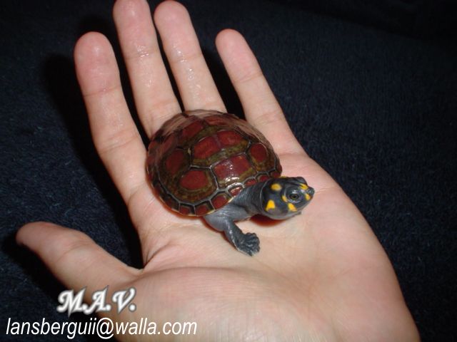 Podocnemis unifilis. 08-05-04 (3).JPG