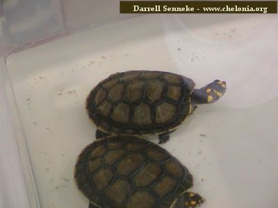 Podocnemis unifilis 15.jpg