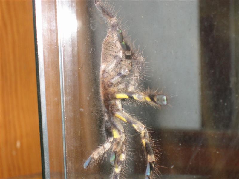 poe 017 (Medium).jpg