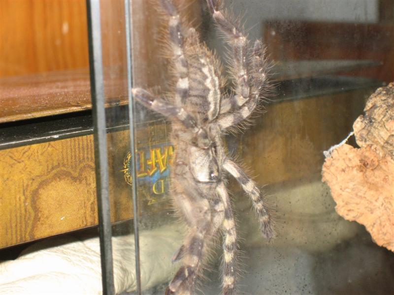 poe 018 (Medium).jpg