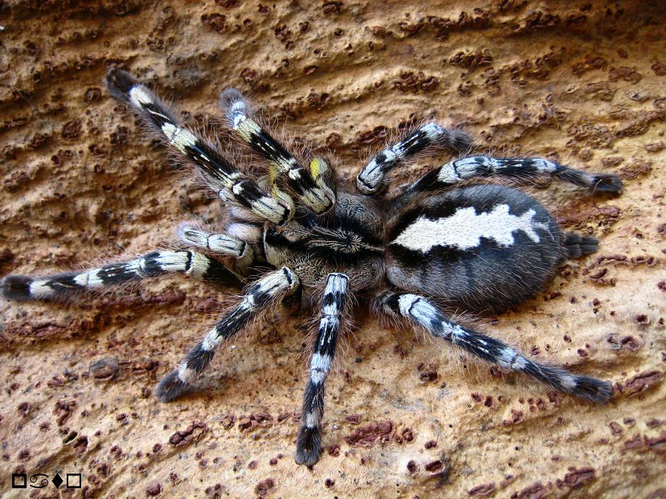 Poecilotheria fasciata